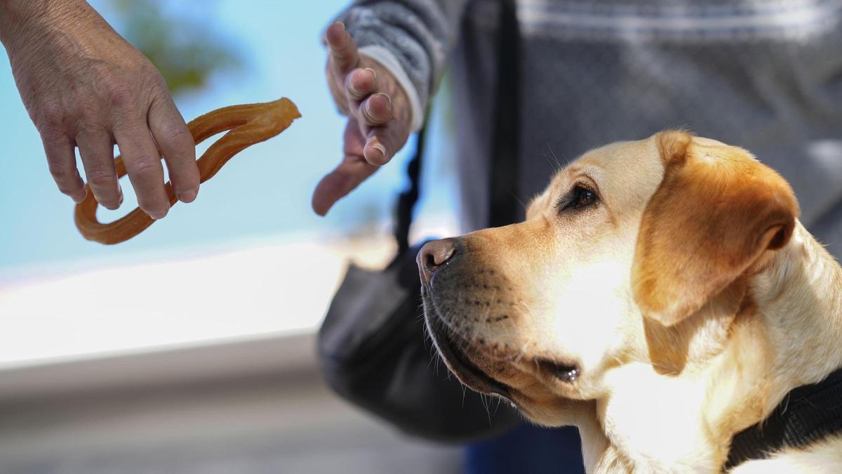 Una persona ofrece un churro a un perro guía y su acompañante lo rechaza.