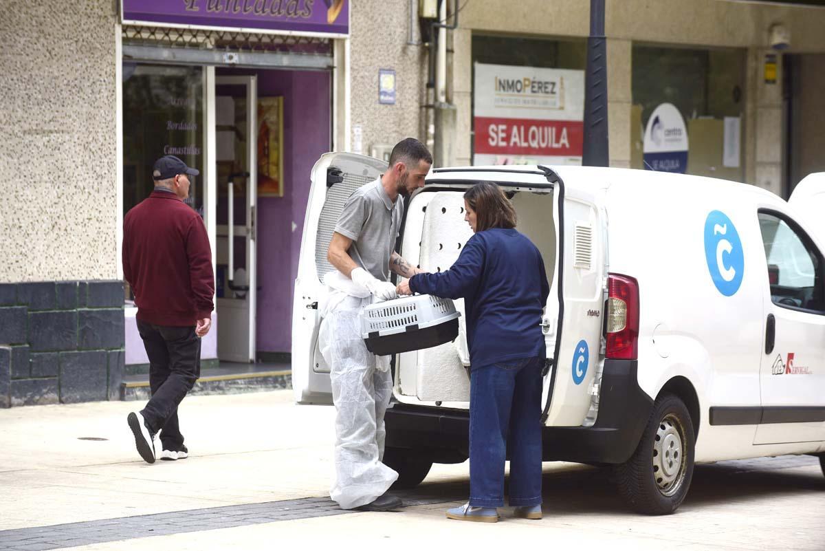El Ayuntamiento rescata una veintena gatos hacinados en una vivienda de la calle Ángel Senra en A Coruña.