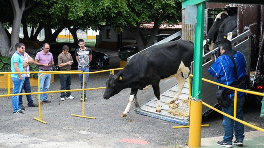 El Cabildo recibe 33 vacas frisonas embarazadas