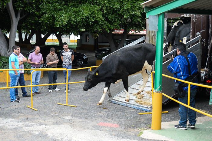 El Cabildo recibe 33 vacas