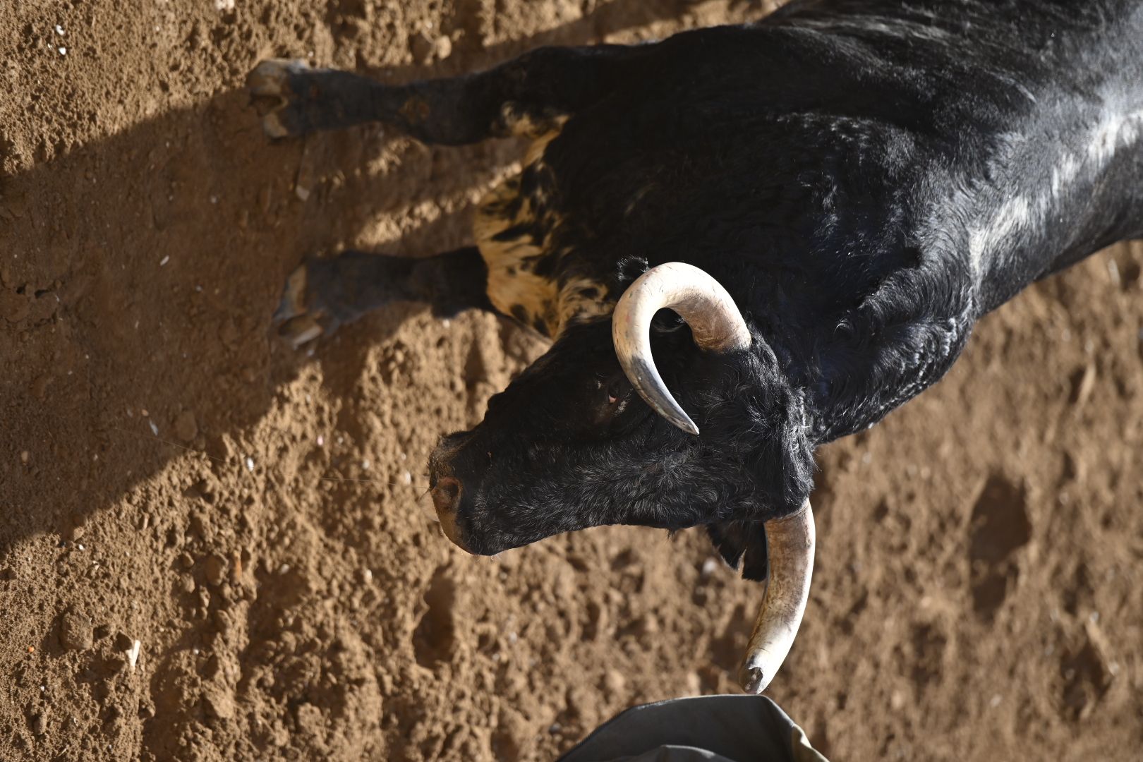 Galería | Primera tarde de toros en Almassora