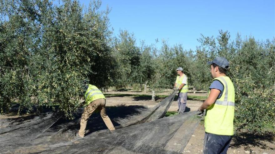 El campo aporta más de la mitad de los contratos que se firman en Córdoba