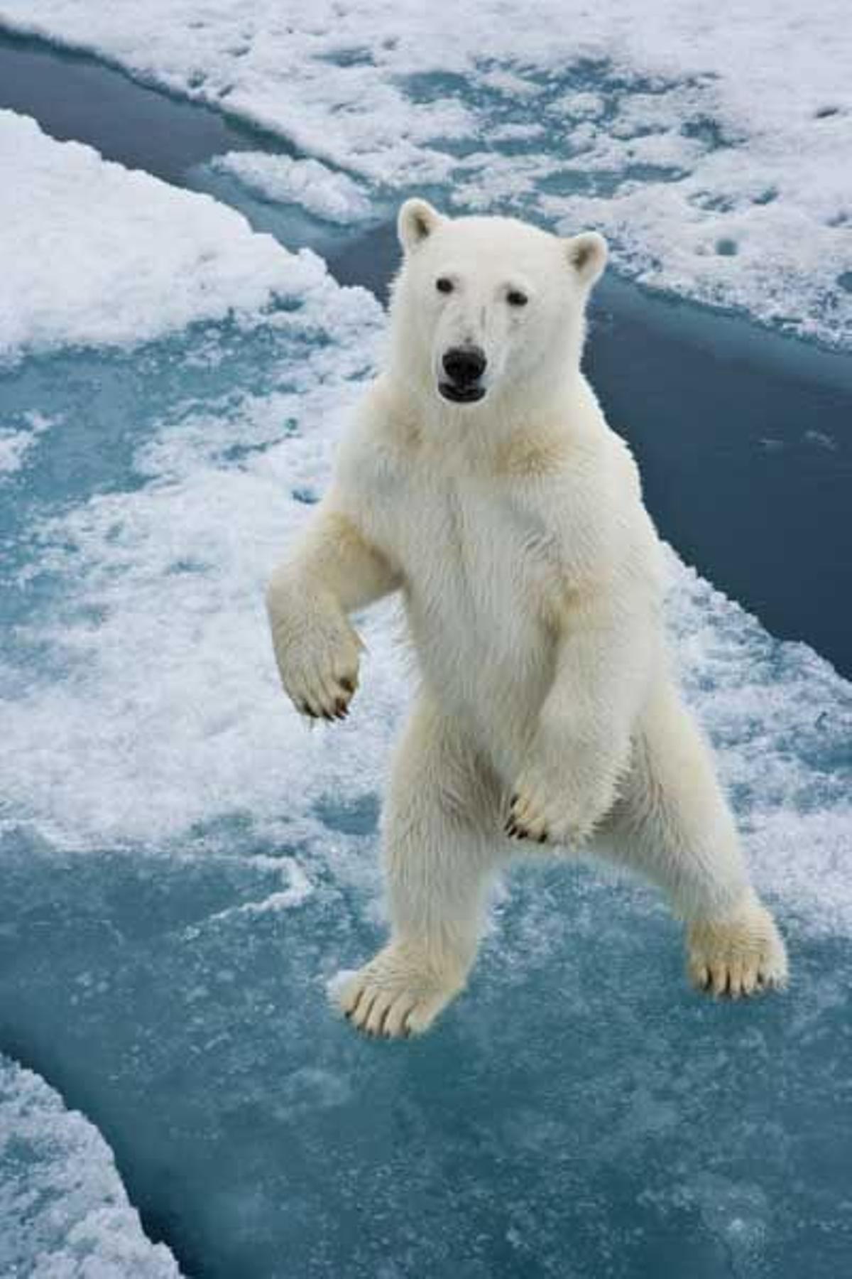 Oso polar en las Svalbard.