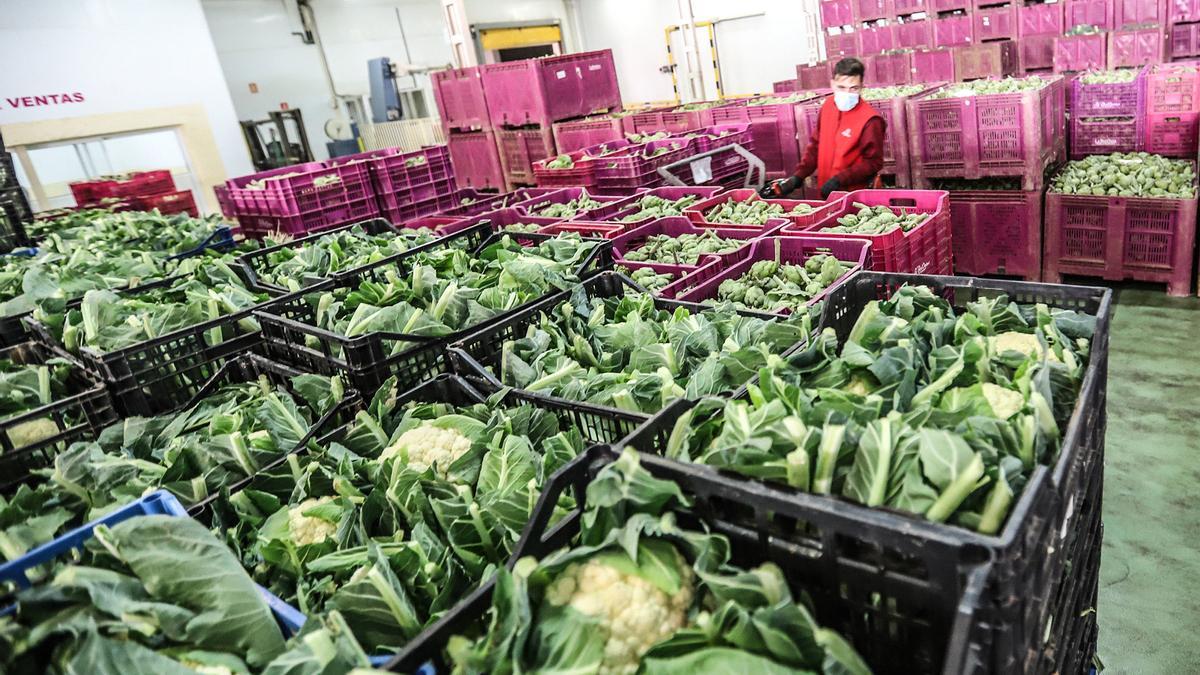 Almacenamiento y subasta de coliflores en la cooperativa La Redonda de Orihuela. 