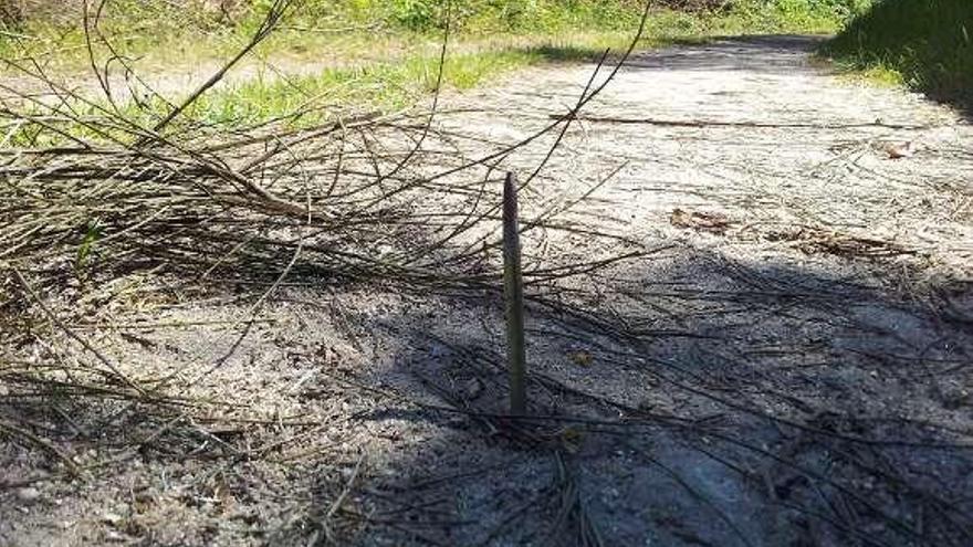 La varilla de acero estaba camuflada entre ramas y arbustos.