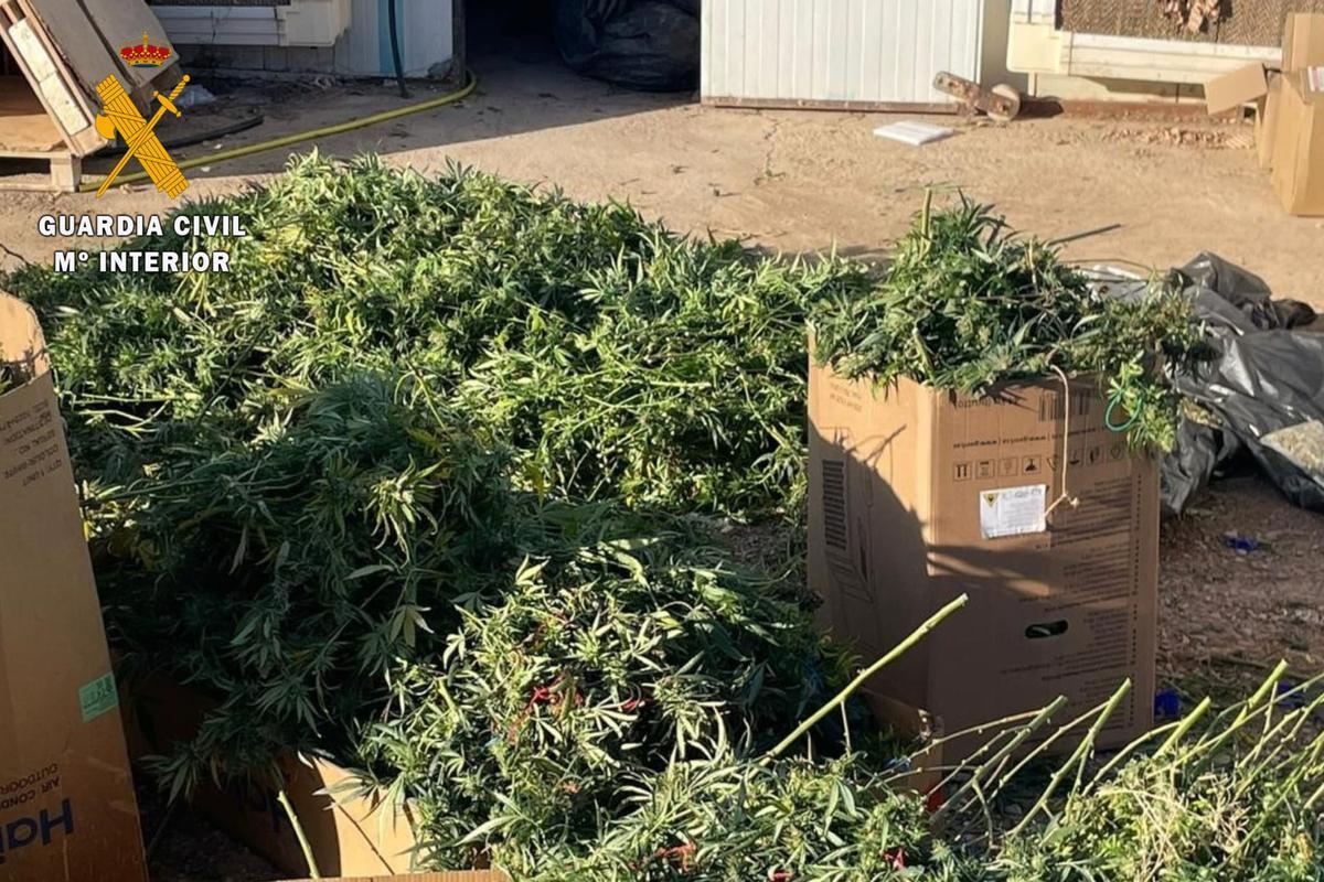 Plantas de marihuana encontradas por la Guardia Civil