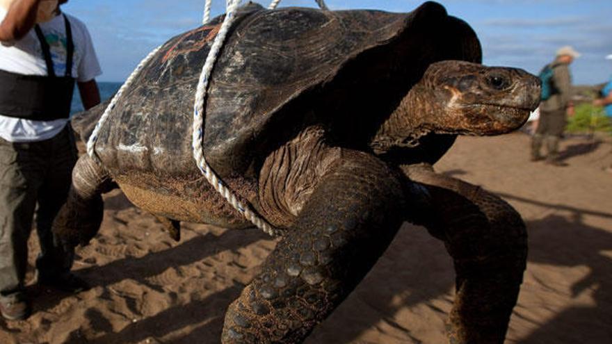 Las tortugas vuelven a Isla Pinta