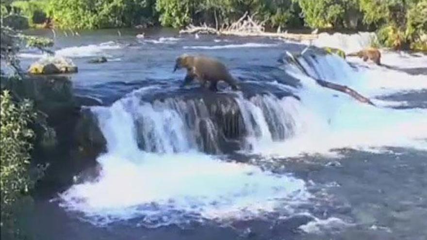 La curiosa forma en que los osos de Alaska celebran el fin de la hibernación