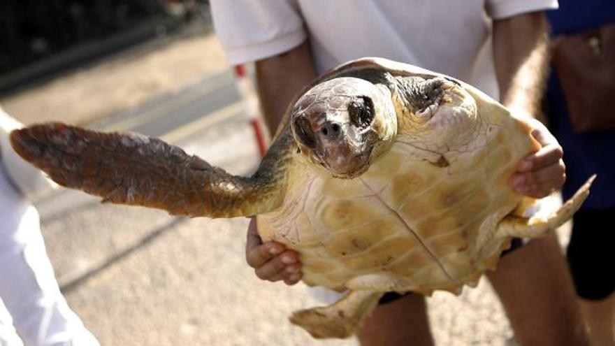 TLa Fundación Neotrópico realizó la suelta de dos tortugas bobas, en la imagen una de ellas a la que le han apuntado la aleta izquierda, en la playa de las Teresitas tras un mes de recuperación en el Centro de Recuperación de Fauna Silvestre de La Tahonilla.