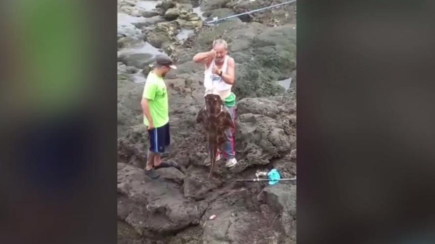 Buscan a dos pescadores furtivos que capturaron un angelote en Canarias