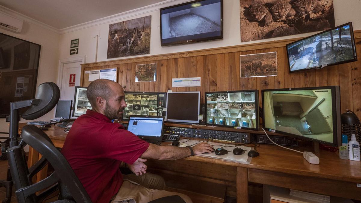 Villaespesa, director del centro de cría de El Acebuche, opera con la tecnología que monitoriza a los felinos. / Txetxu Rubio