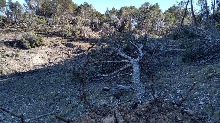 Reanudan la retirada de los pinos destrozados de La Carrasqueta tras paralizarse por el estado de alarma