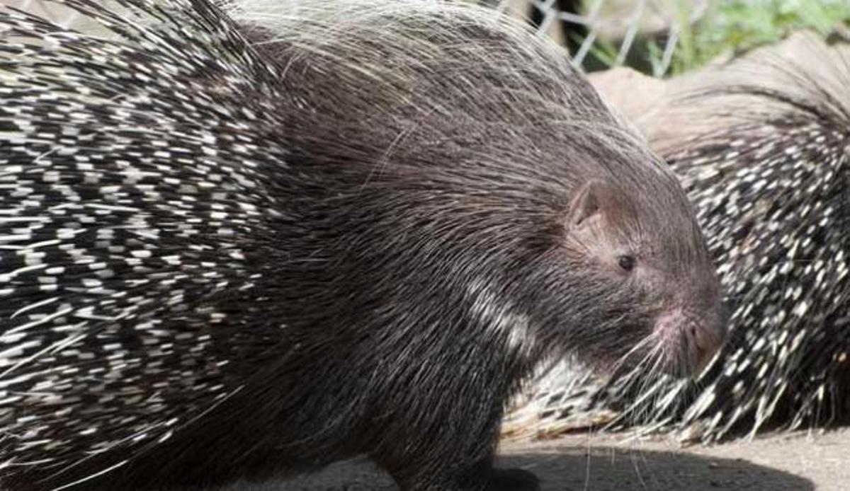 Los métodos de cortejo animal más curiosos