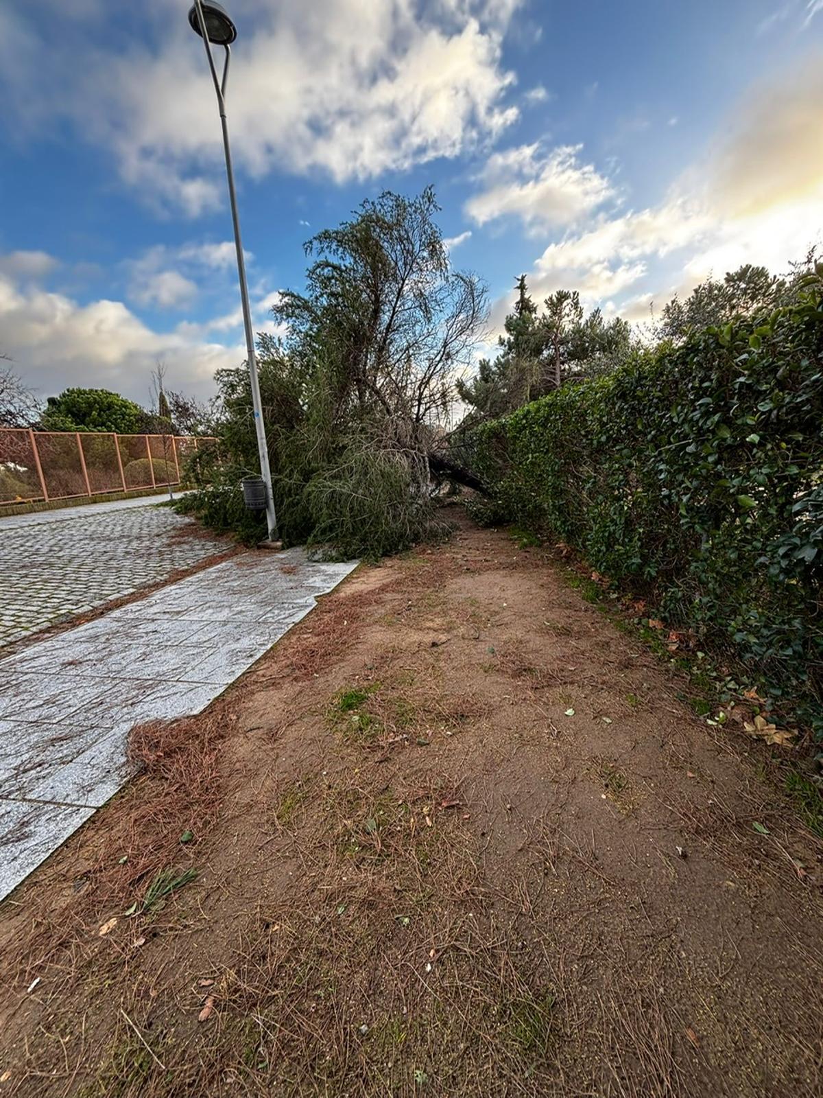 Daños causados por el vendaval.