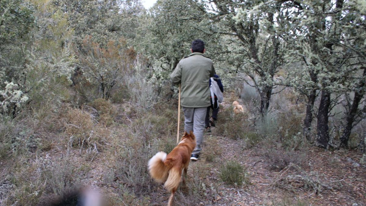 GALERÍA | Así era la plantación "paramilitar" de marihuana hallada en Peque por los cazadores