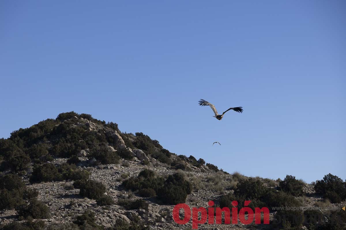 Suelta de dos buitres leonados en la Sierra de Mojantes en Caravaca