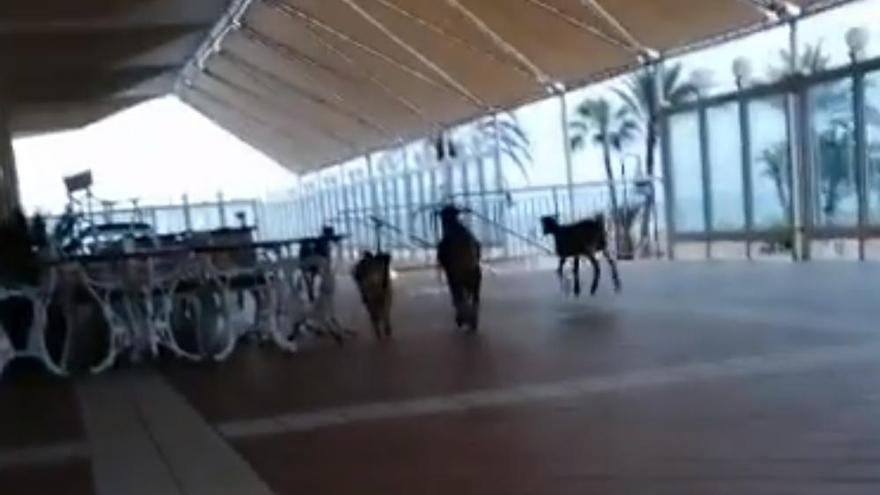 Coronavirus en Canarias | Las cabras ocupan el hotel Oliva Beach