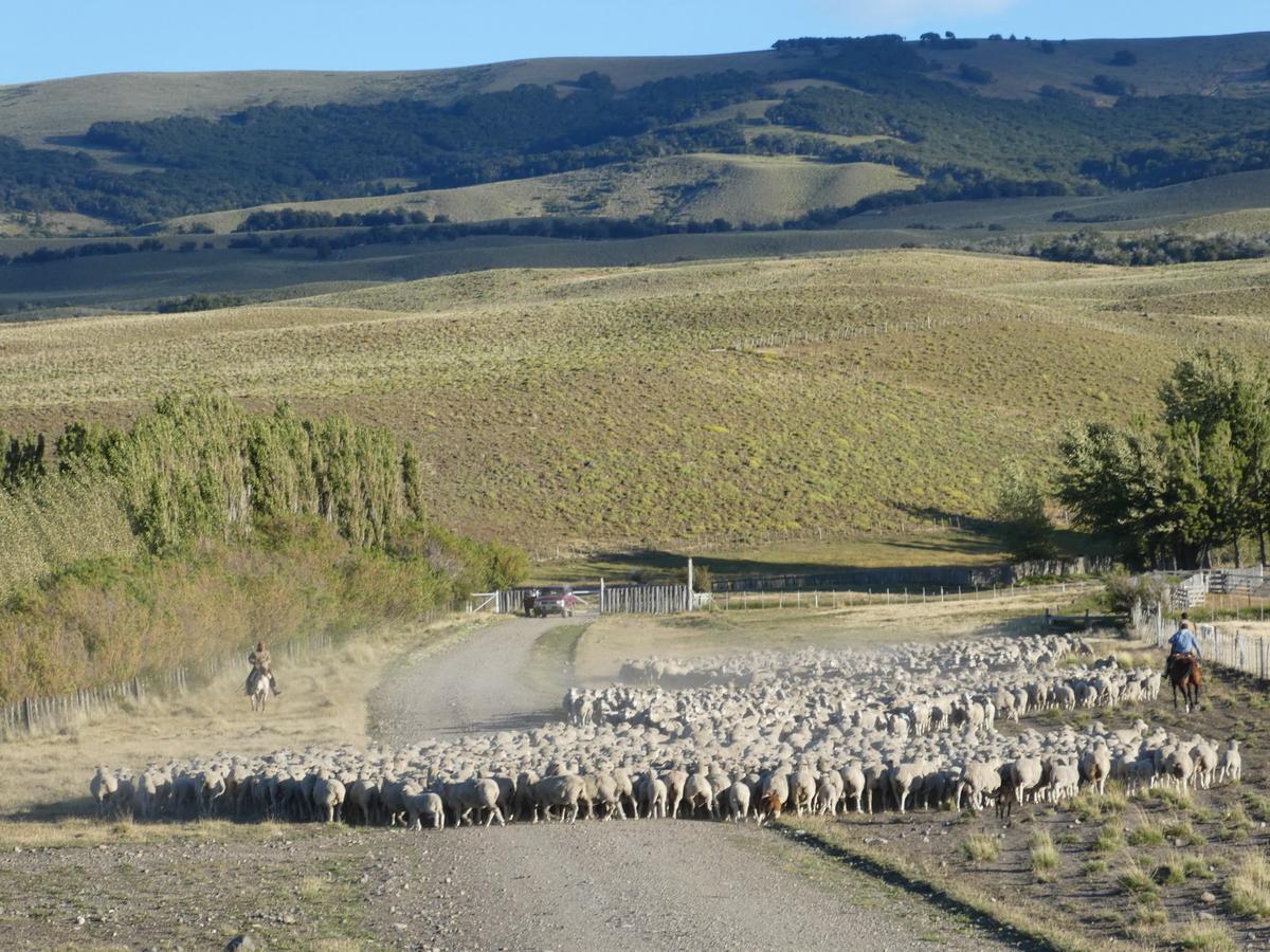 Tareas de arriado de ovejas en una estancia patagónica en Argentina.