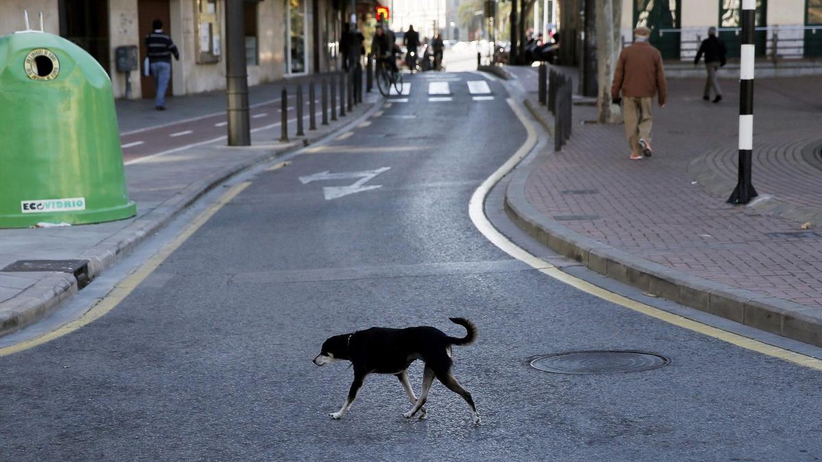 Un perro cruza una calle en Valencia.