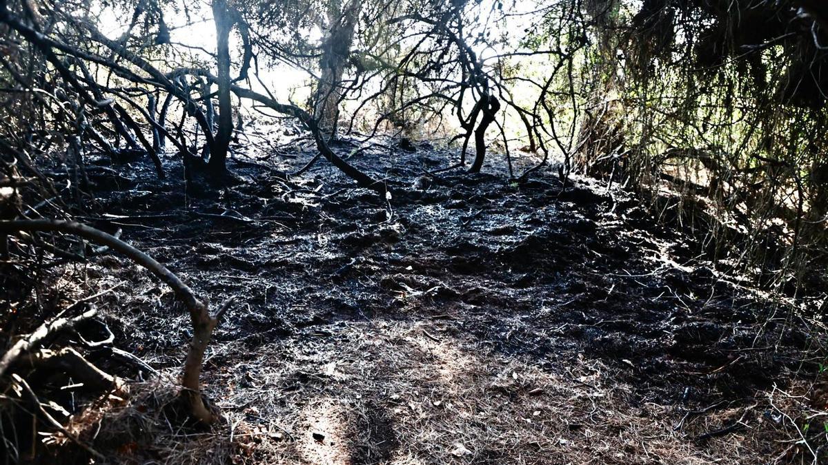 La zona afectada por las llamas en el último incendio en El Saler.