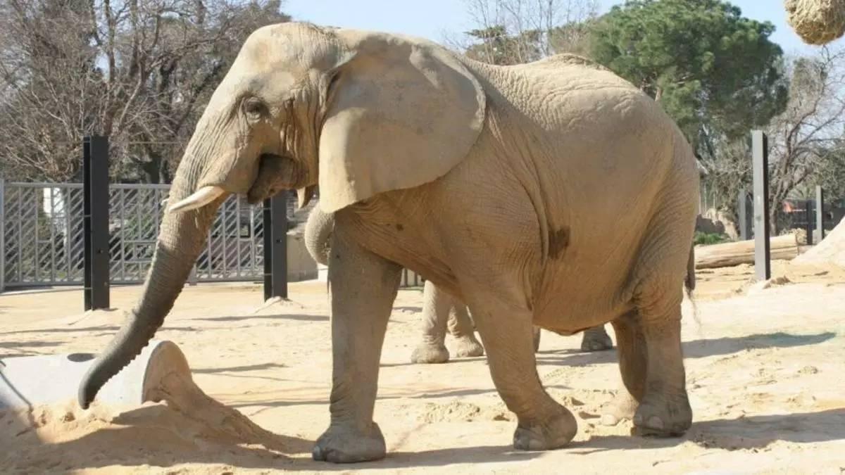 L’elefanta africana Susi al Zoo de Barcelona, en una imatge d’arxiu