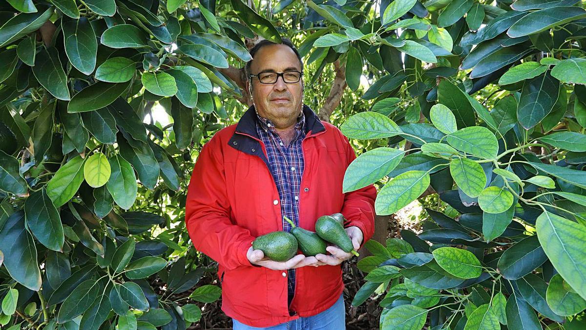 El productor de aguacates Mariano Condomina, en sus campos de Benifairó. | DANIEL TORTAJADA