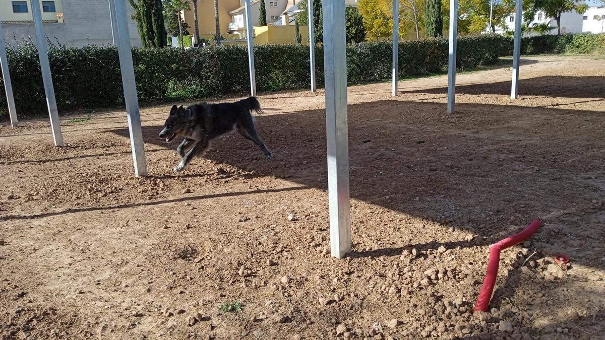 Un perro corre suelto entre los postes del parque canino de Albalat