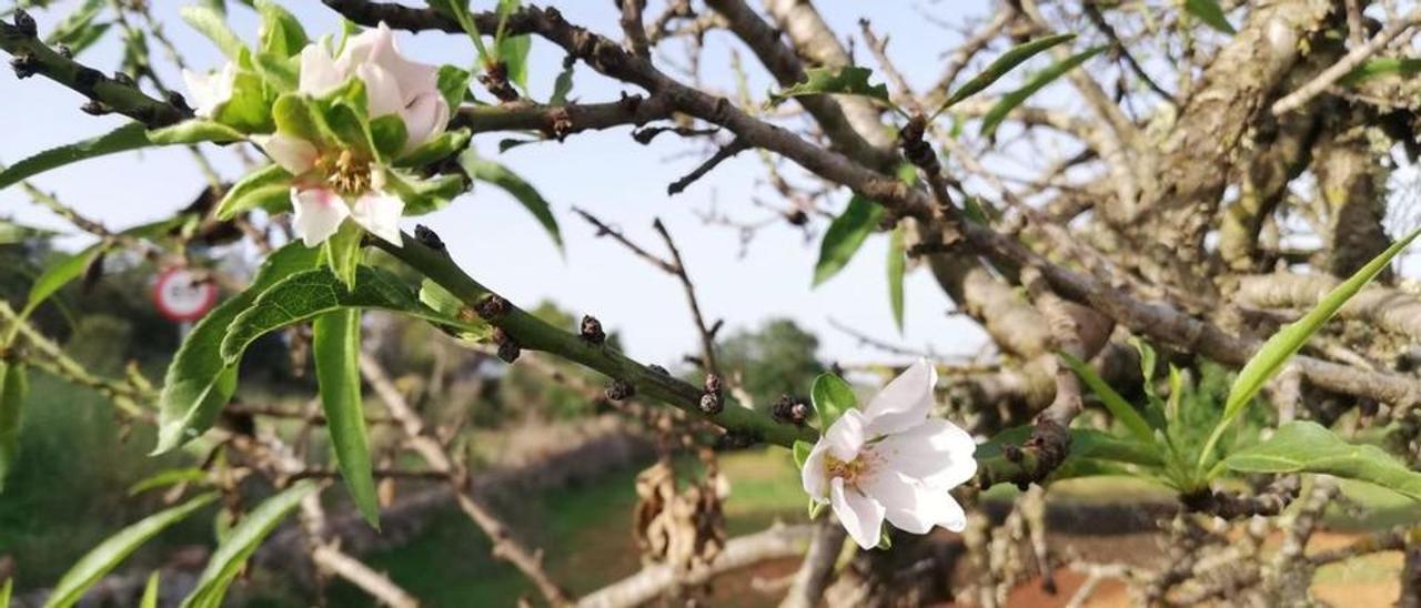 En Eivissa se han detectado almendros que ya han sacado la flor, una estampa típica del mes de febrero.