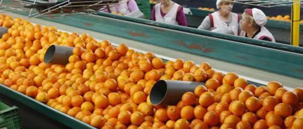 La Copal paga   las mejores liquidaciones     de naranja de los últimos diez años