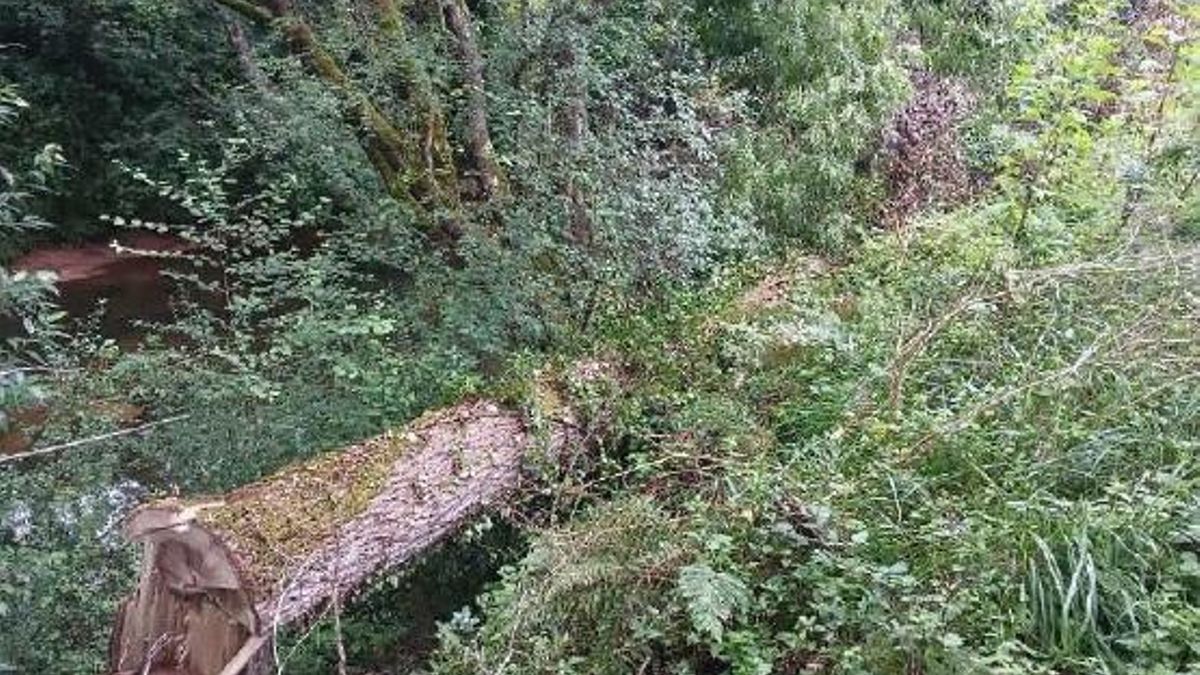Uno de los árboles caídos en el cauce
