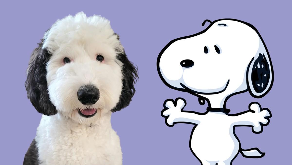 «¡L’Snoopy és real!»: Així conquista la Bayley, la doble del cèlebre gos de ‘Peanuts’