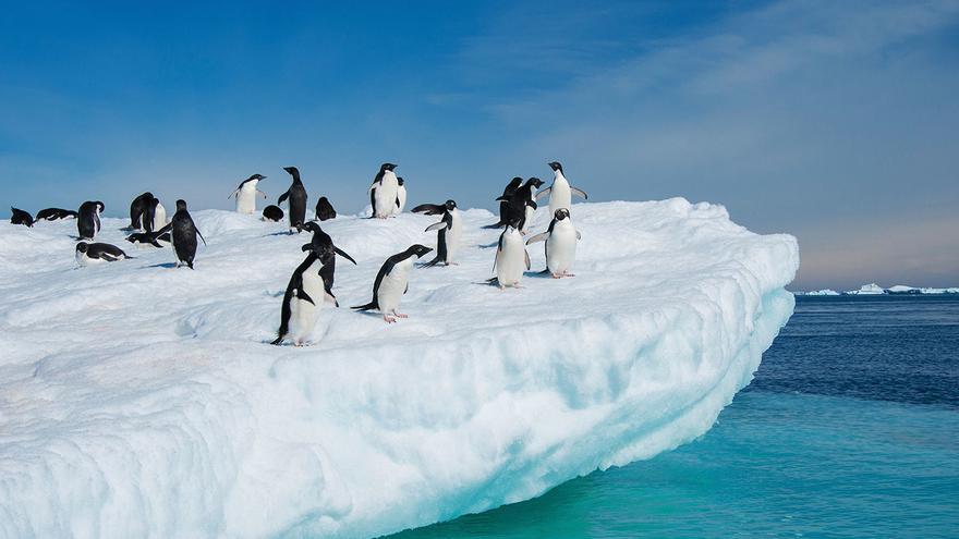 La acidez de las aguas antárticas va camino de duplicarse y amenaza a ballenas y pingüinos