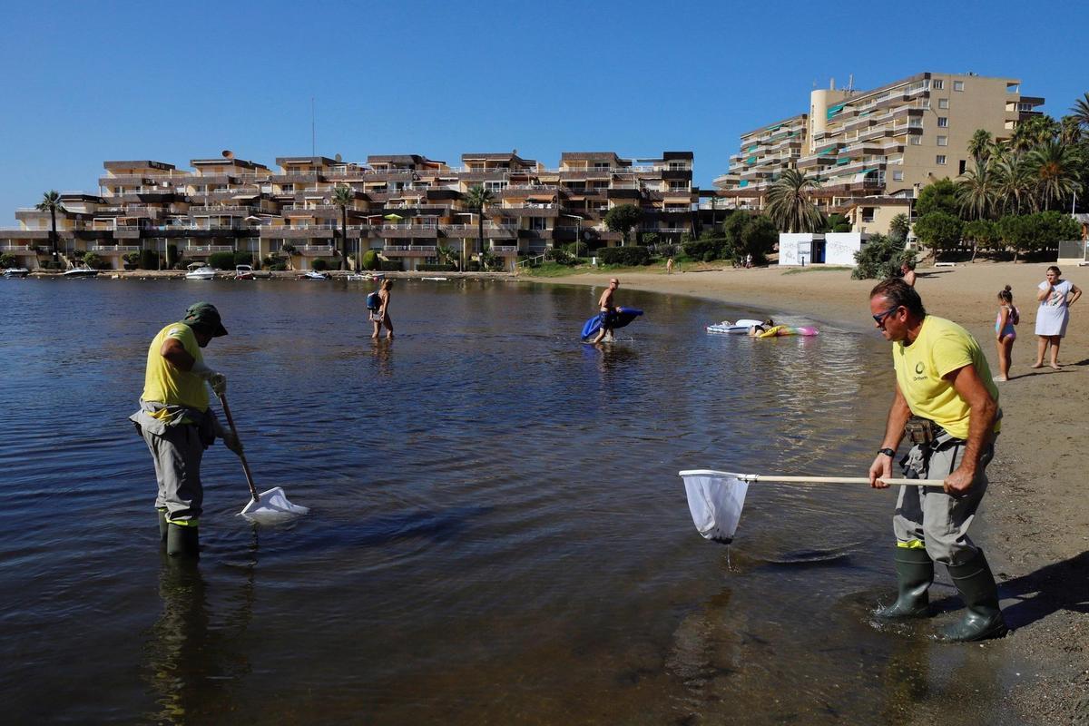 Operarios retiran peces muertos que han aparecido en las playas del Mar Menor en Murcia en foto de archivo. EFE/Juan Carlos Caval