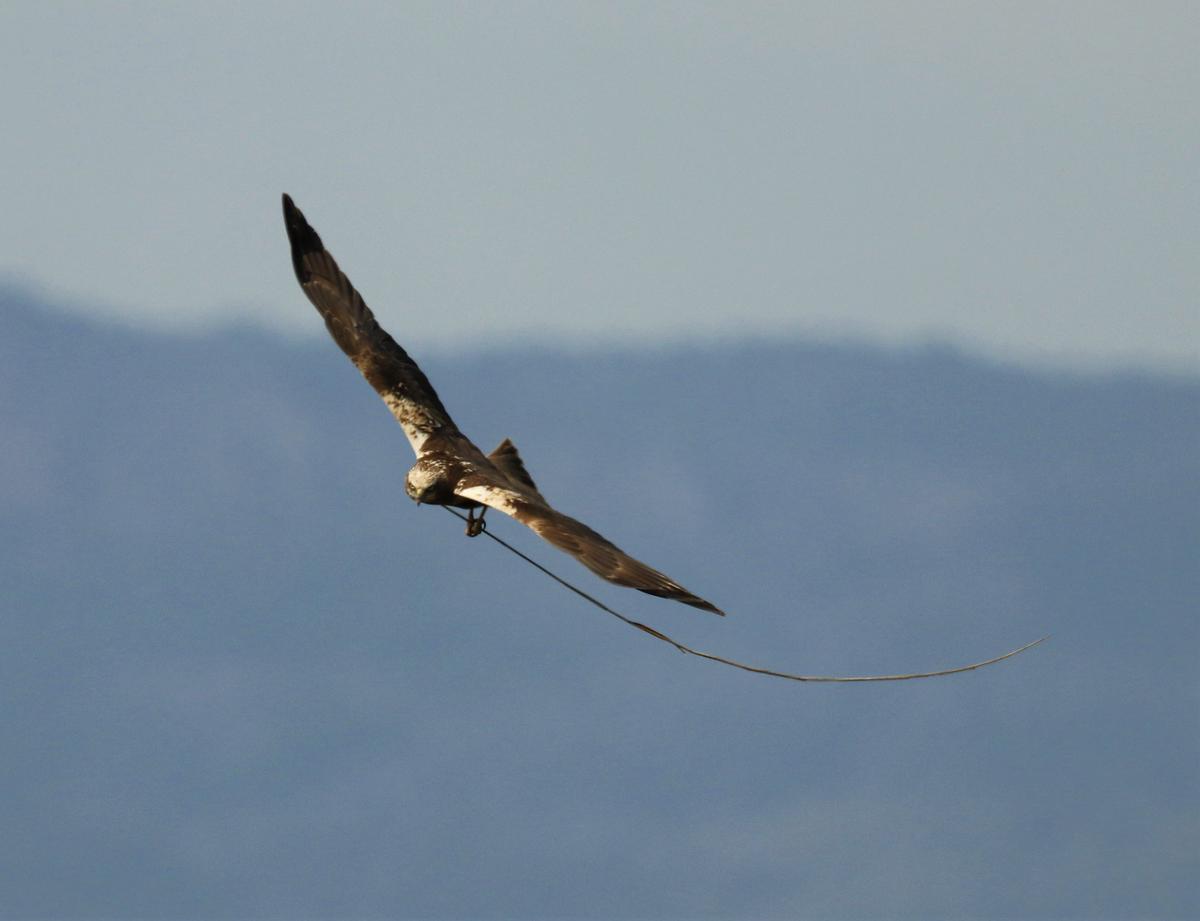 El aumento de las cañas es muy beneficiosa para el aguilucho lagunero, ya que es una especie que anida en el suelo.