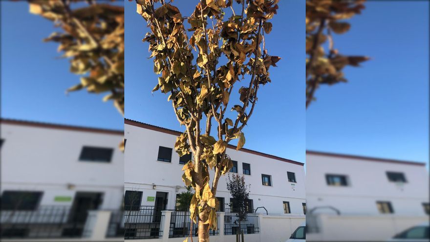 La federación vecinal pide al Ayuntamiento de Badajoz que posponga la plantación de árboles: &quot;Se están plantando secos&quot;