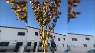 La federación vecinal pide al Ayuntamiento de Badajoz que posponga la plantación de árboles: "Se están plantando secos"