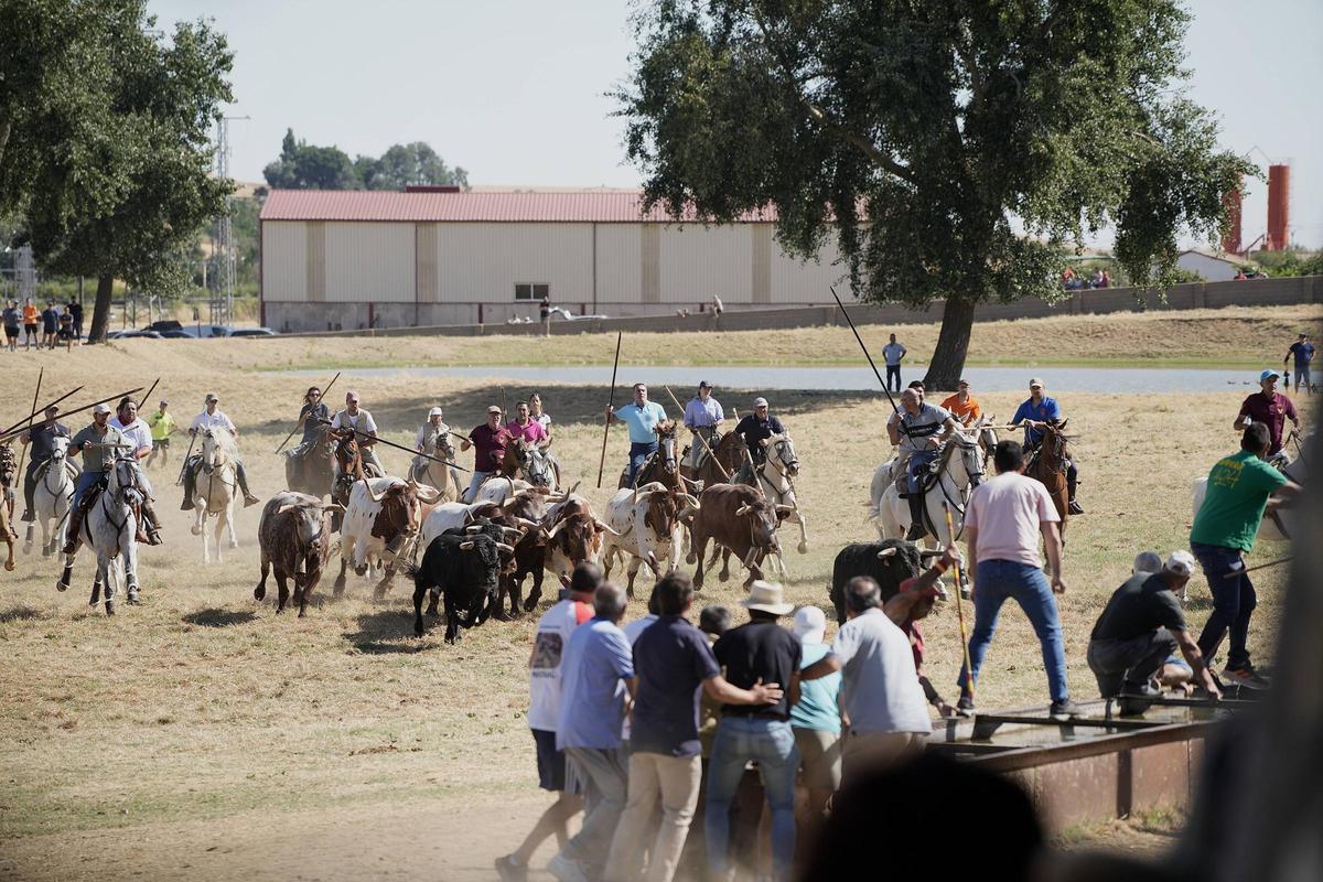 Tradición y espectación en el arranque de los espantes de Fuentesaúco Tradición y espectación en el arranque de los espantes de Fuentesaúco