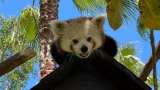Jannik, un macho de panda rojo, llega a Selwo Aventura