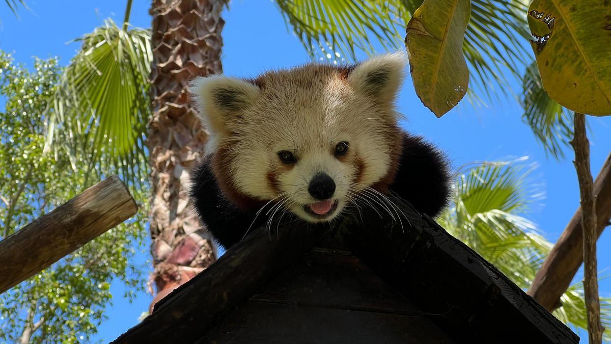 Llega a Selwo Aventura un nuevo panda rojo