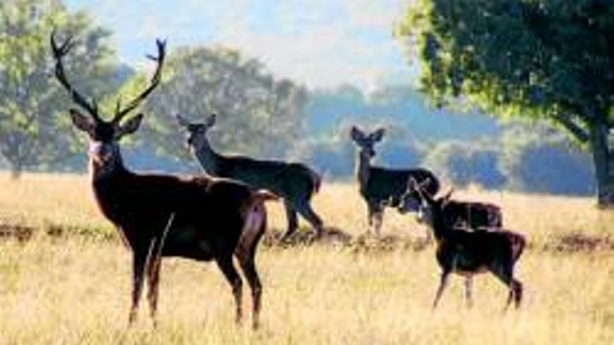 El PP quiere alargar hasta el 2021 la caza en los parques nacionales