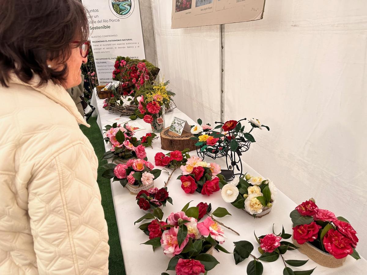 En imágenes: las camelias arrasan en Luarca