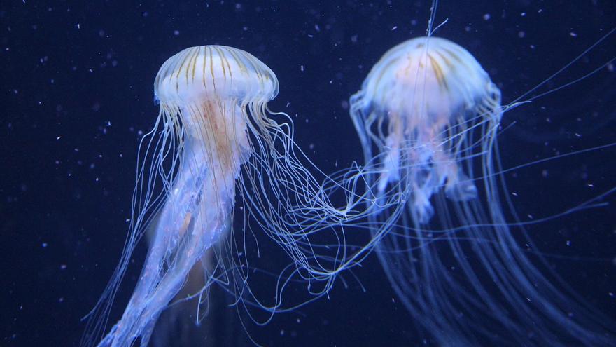La Guardia Civil explica lo que tienes que hacer si te pica una medusa este verano