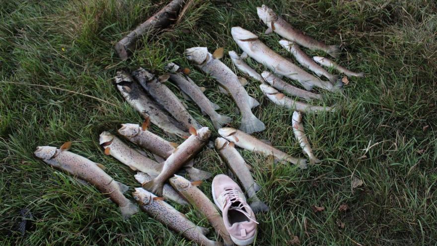 Cientos de truchas aparecen muertas en el río Castro, en Sanabria