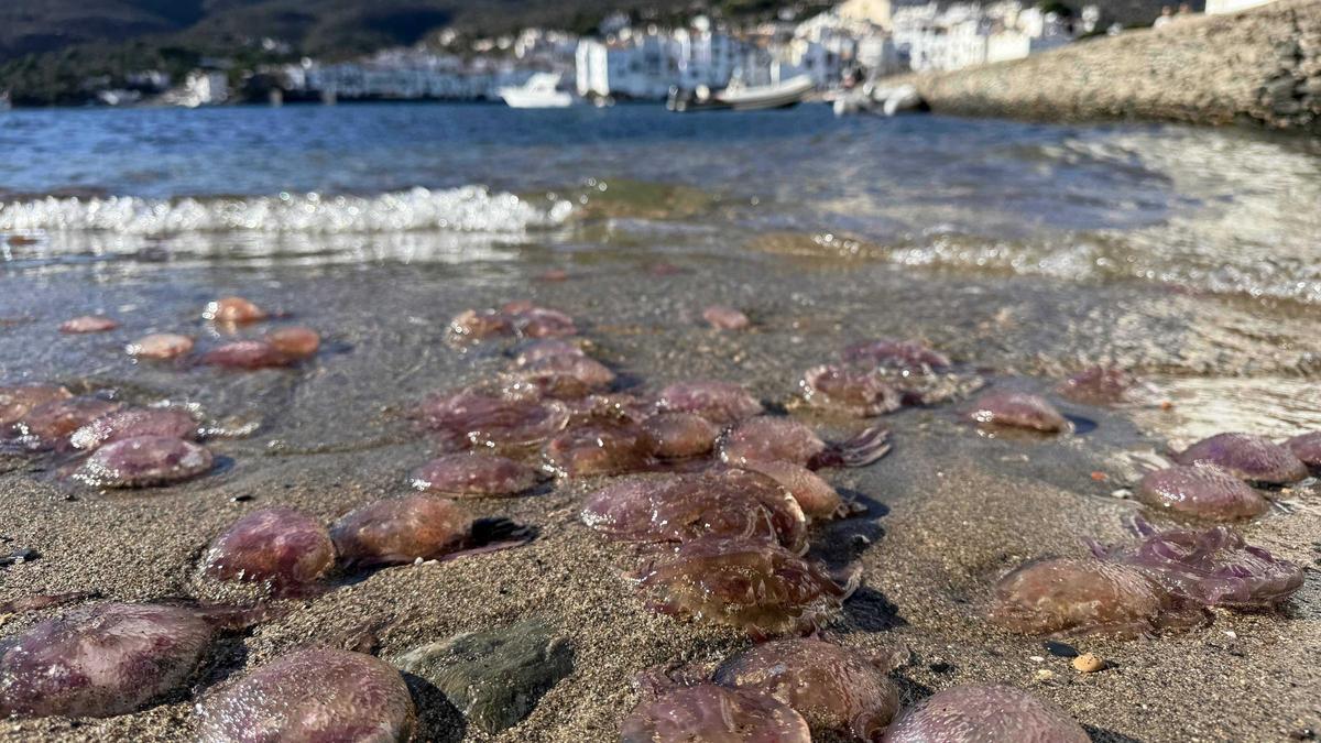 Les meduses a la línia de mar de Cadaqués