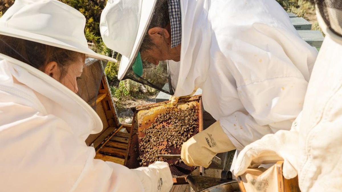 Apicultores manipulan un panal de abejas.  | L.O.