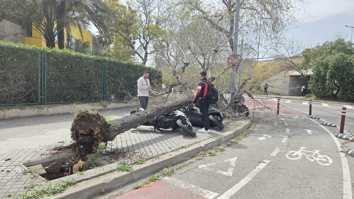 Caída de un árbol sobre unas motos en la Granvia de L'Hospitalet.