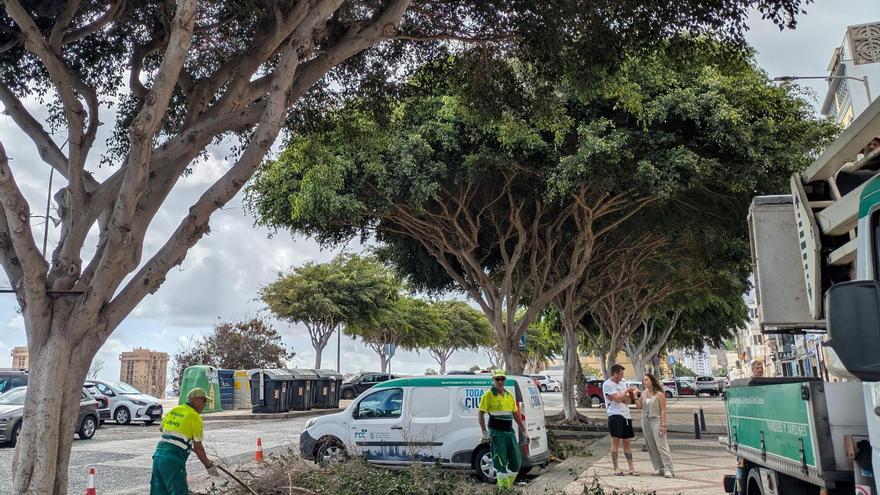 Operación salvar los ficus: Las Palmas de Gran Canaria tiene un plan para mejorar sus cuidados