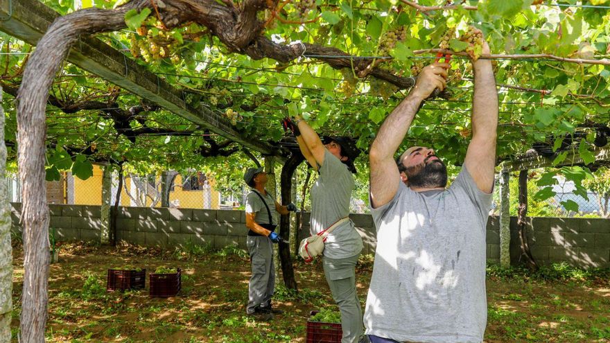 La uva ratiño galega promete grandes éxitos