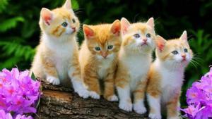 Grupo de gatos