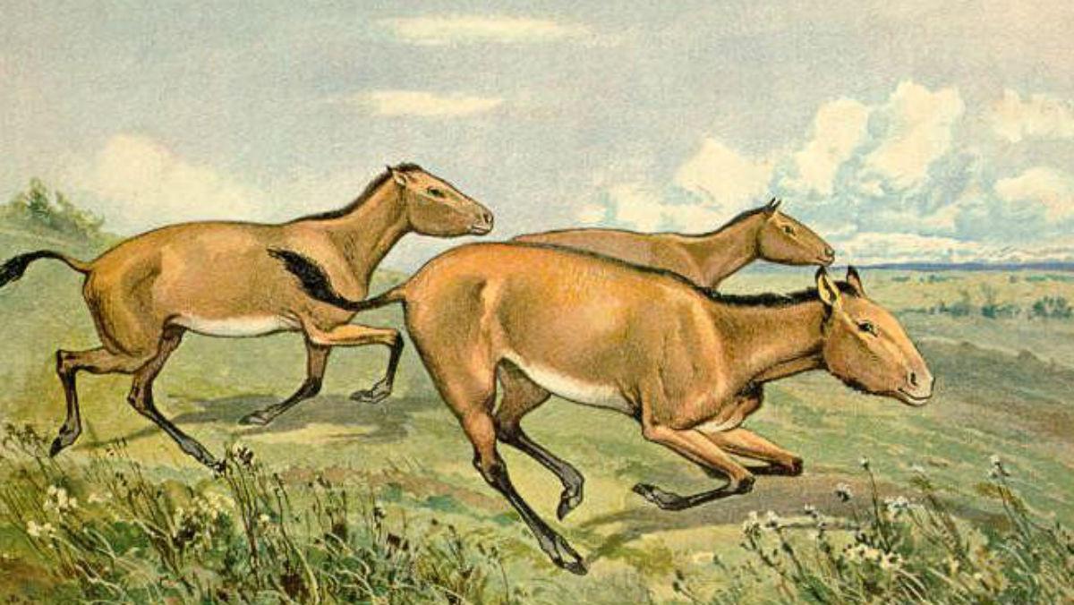 Caballo Hipparion de tres dedos. Caballo Hipparion de tres dedos.